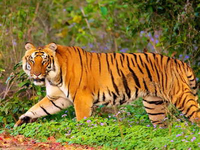 15 Days Central India Including Tiger Safari Tour