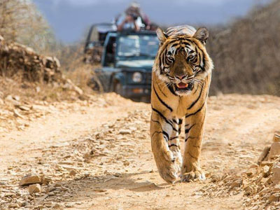 16 Days heritage Rajasthan Including Tiger Safari Tour